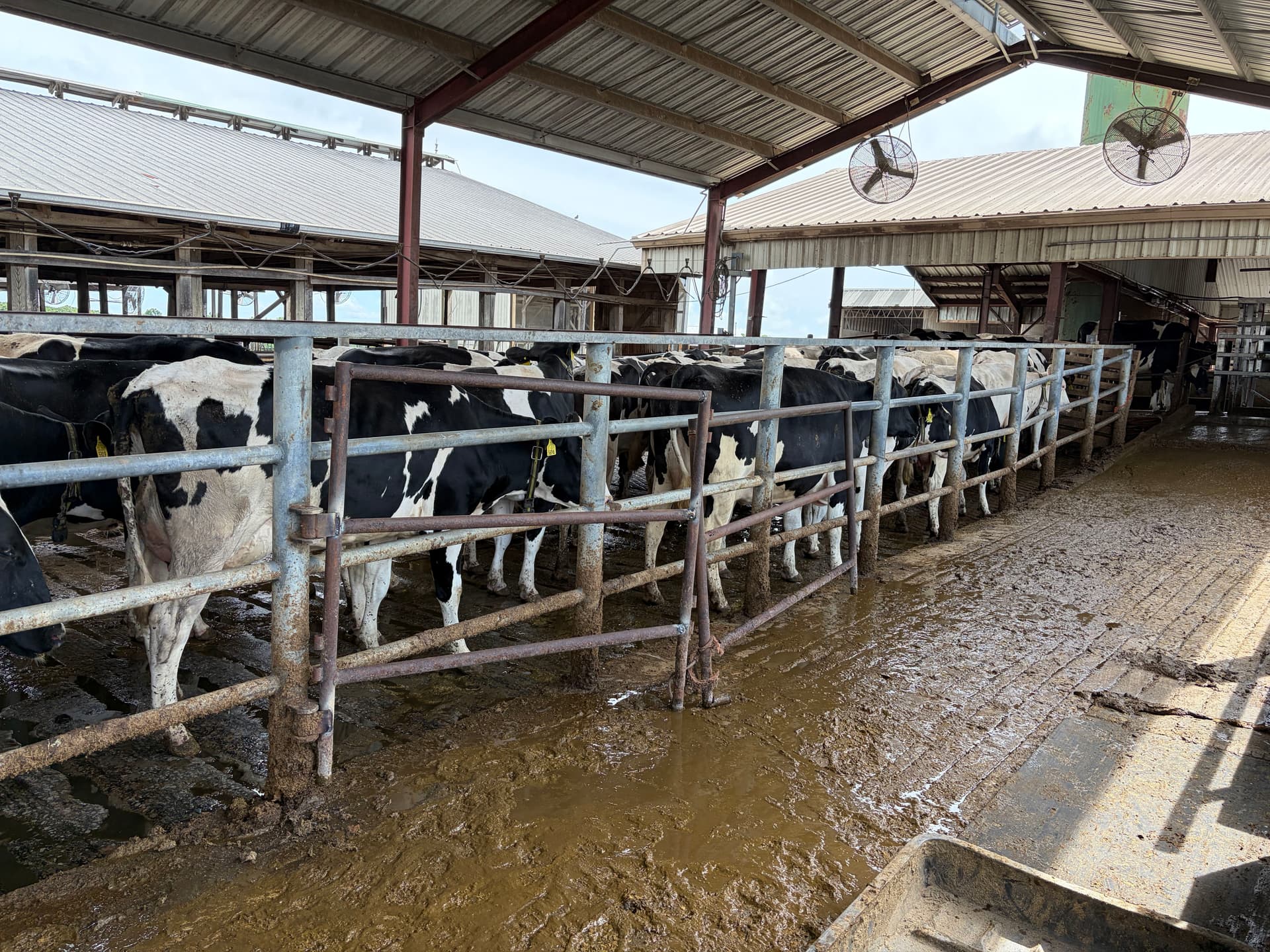 Gallery photos for Livestock Pen Repairs at a Dairy Farm in Santa Fe TN: Image #1